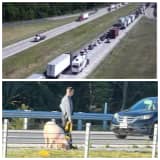 Escaped Pigs On I-81 Cause Delays In Central Pennsylvania: State Police