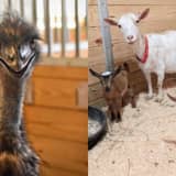 More Than 100 Goats And Jerry The Emu Need 'Special' New Homes, MSPCA Says