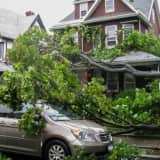 When A Tree Falls: Important Information That May Affect Your Insurance