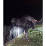 Moose Rescued After Getting Stuck On Fence In Barkhamsted