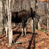 CT DEEP Issues Alert To Motorists After Moose Sighting In Danbury