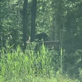 BEWARE: Black Bear Sighted On Jersey Shore