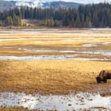 Pennsylvania Woman Gored By Bison At Yellowstone National Park