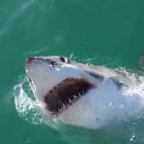 Shark Watch: Here's How To Stay Safe Amid New Reports Of Sightings