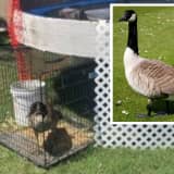 Silly Goose: Long Island Woman Ticketed After Illegal 'Pet' Bird Found Caged