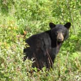 Police Warn Of Black Bear Spotted At Albany Cemetery