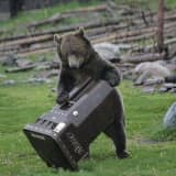 Bear Fact: Bring Bird Feeders Inside, Northern Valley, As Bruins Return