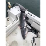 NY Shark Incident Being Investigated For Possible Federal Violations
