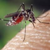 Multiple Mosquitoes Test Positive For West Nile Virus In Cumberland County