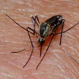 Eastchester Residents Get Tips To Fight West Nile Virus