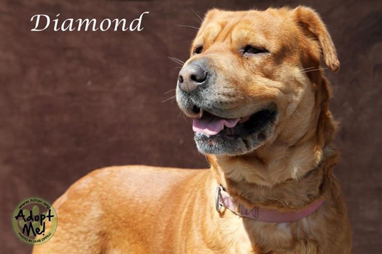 Diamond is available for adoption.