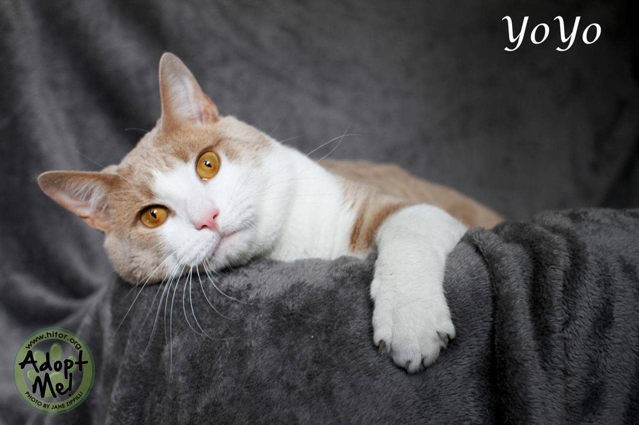 YoYo the cat is up for adoption at the Hi Tor Animal Care Center in Pomona.