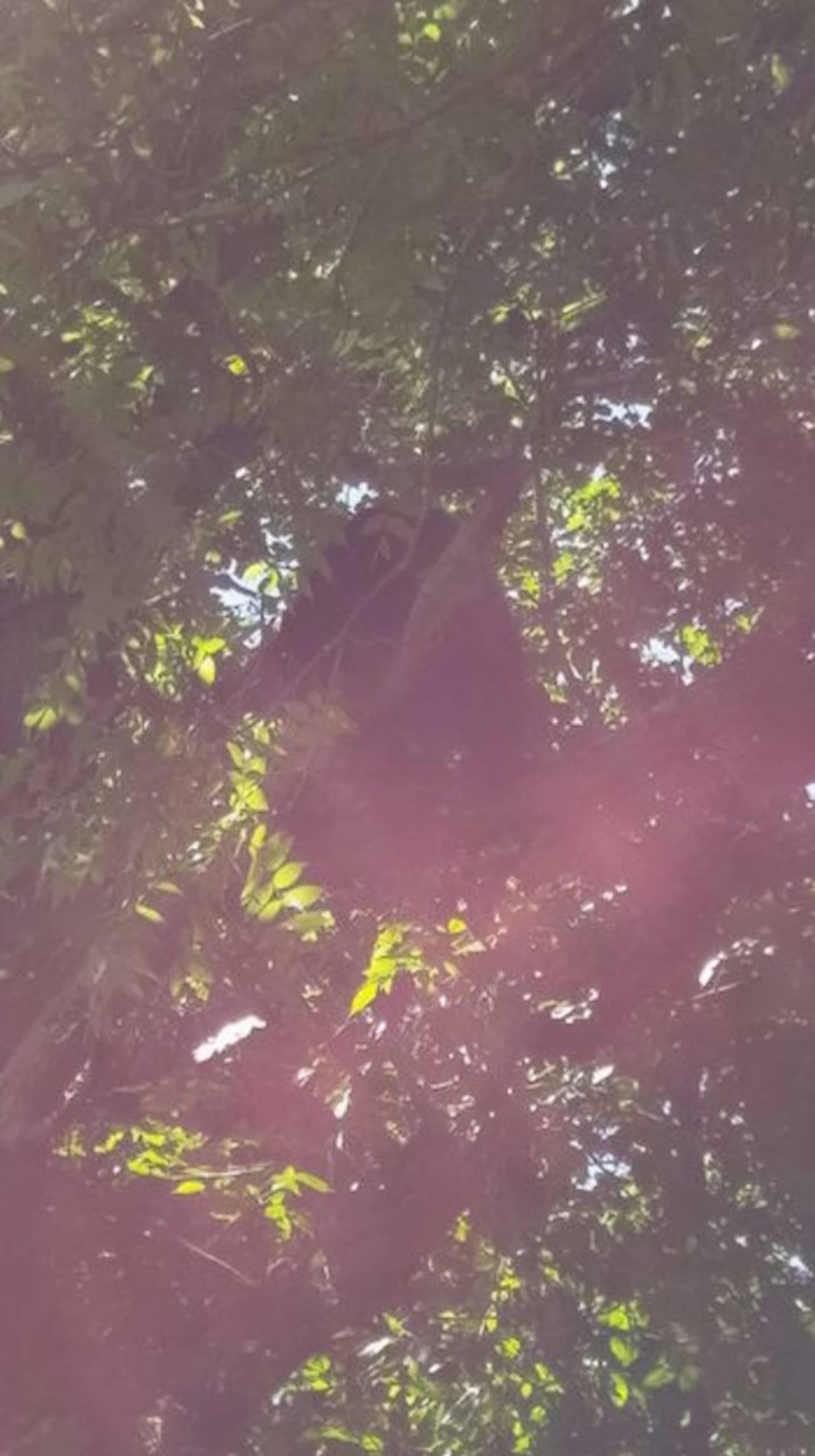 Officials are not sure if a bear that was tranquilized in a tree in Danbury on Friday morning and moved to the woods, is the same one that was hit and killed in Newtown later in the day.