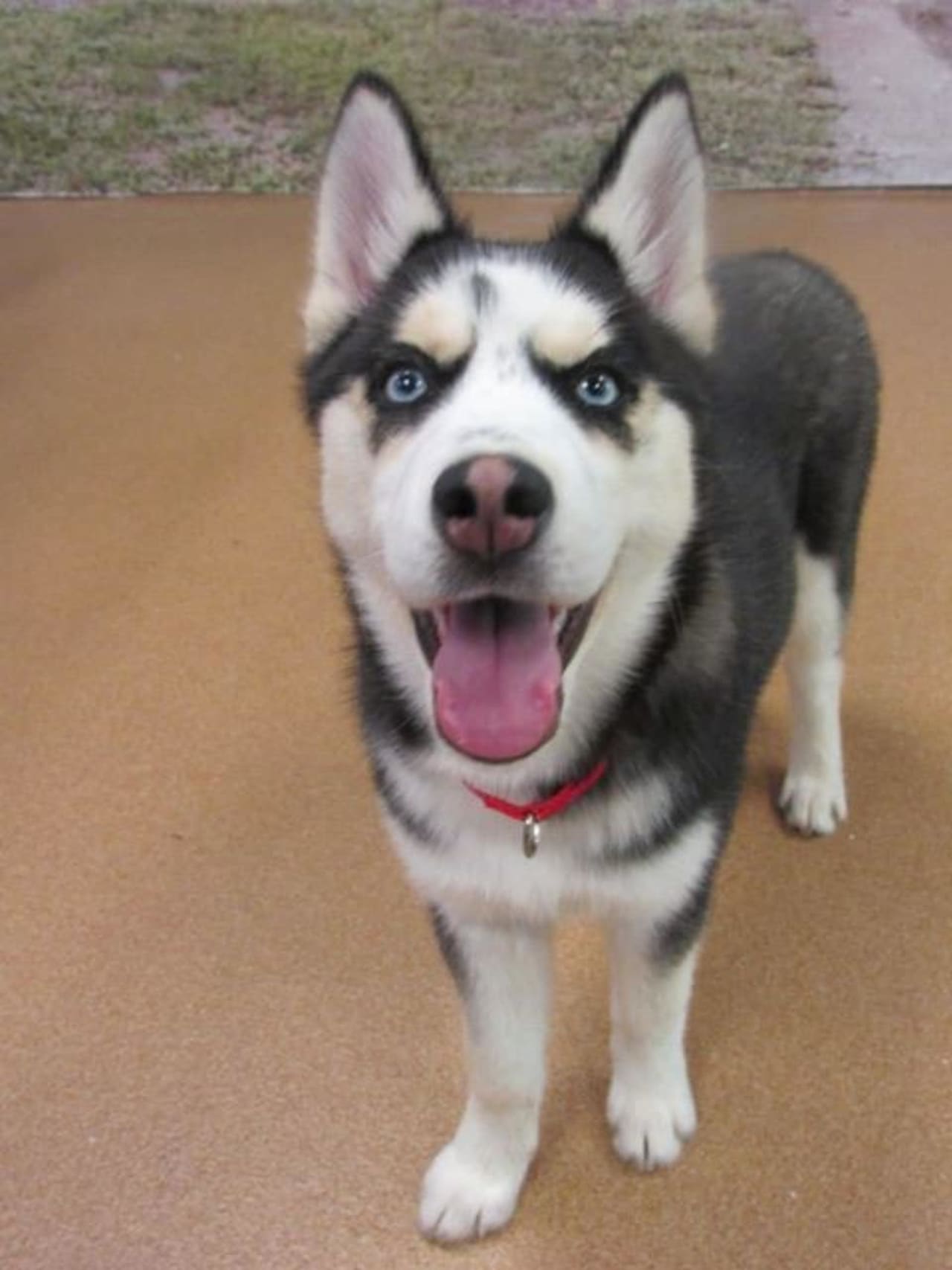 Queen is a Siberian Husky looking for a home.