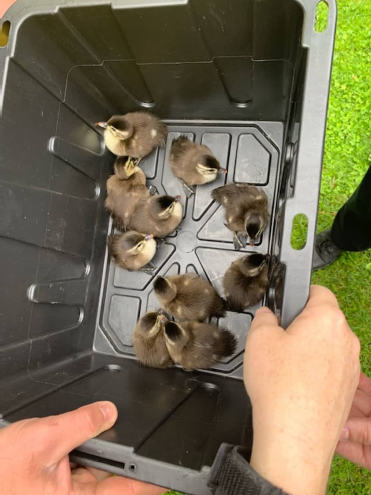 The ducklings following their rescue.