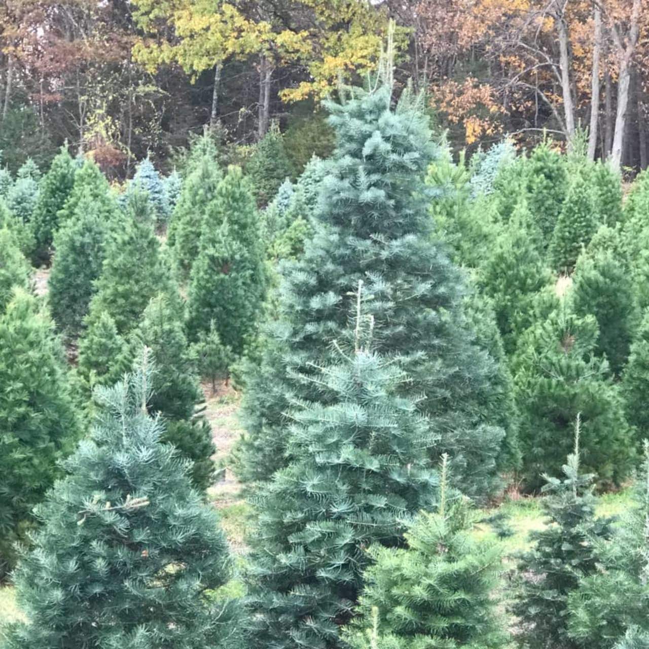 Live Christmas trees can contain high levels of mold.