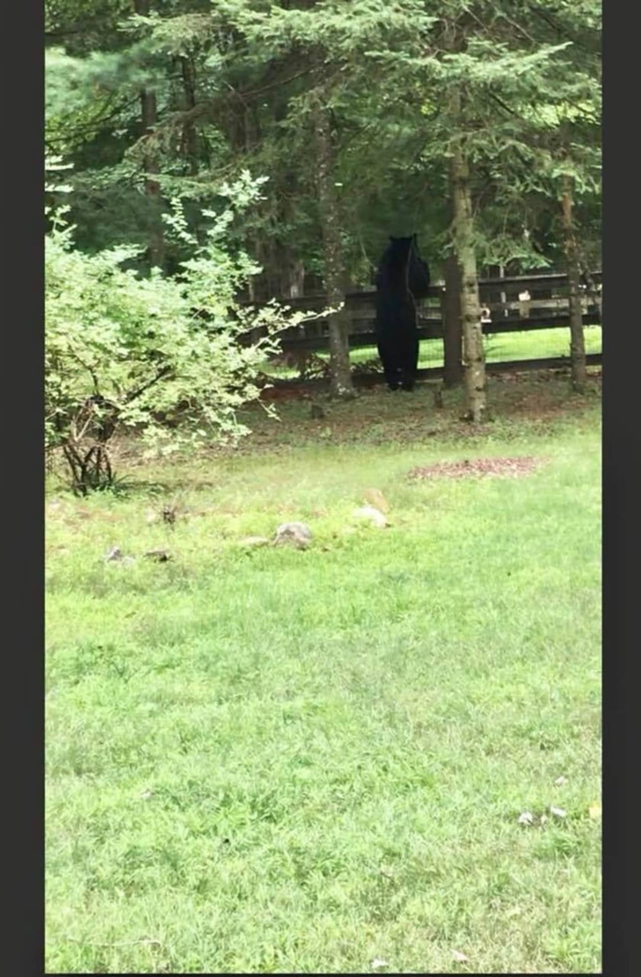 A black bear was spotted peeking over a fence in Ramapo.