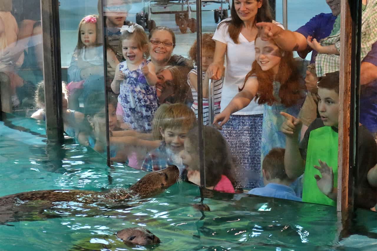 Norwalk residents can get close to the seals, sharks, sea turtles and other marine creatures of The Maritime Aquarium at Norwalk for free Saturday during the Aquarium’s Salute Norwalk Day.