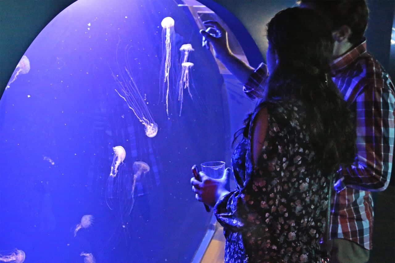 A couple watches Atlantic sea nettles during a previous “Maritime With A Twist” at The Maritime Aquarium at Norwalk.