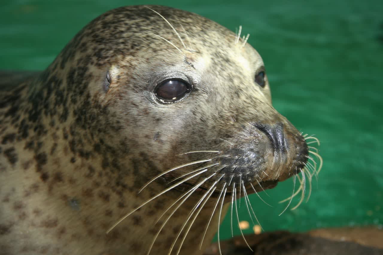 The Maritime Aquarium at Norwalk is offering free admission to all veterans and active-duty military in November. Rasal, a harbor seal at the Aquarium, is a veteran herself, having been trained by the U.S. Navy to retrieve objects from the sea floor.