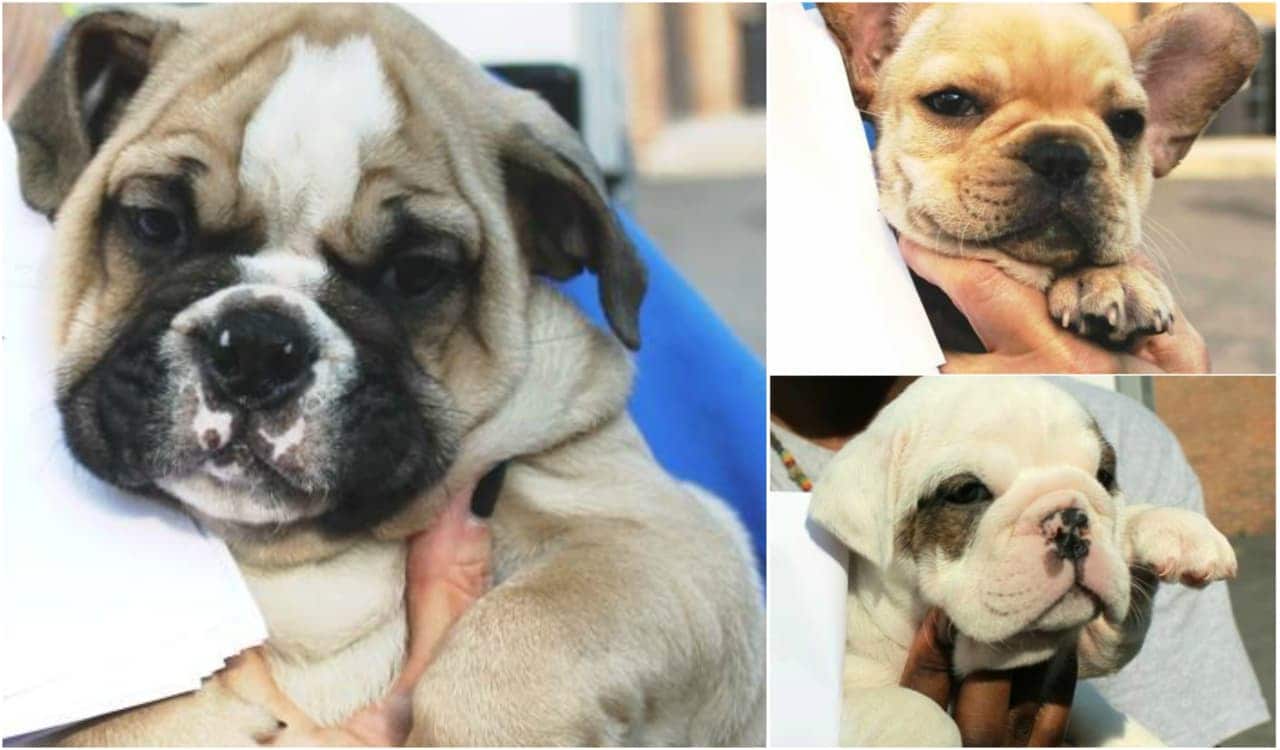 These puppies and more were found in a van behind the Walmart in Garfield.