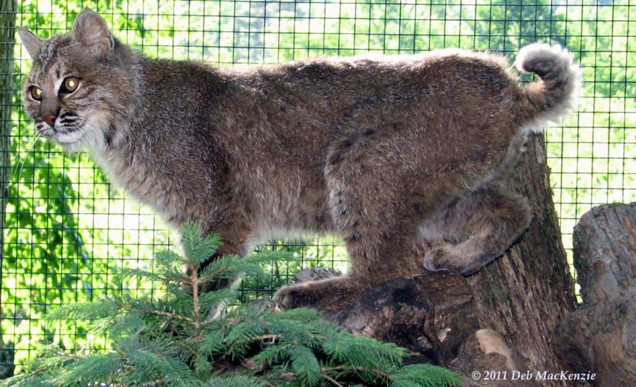 A large, dark-colored bobcat possibly was spotted in Yorktown