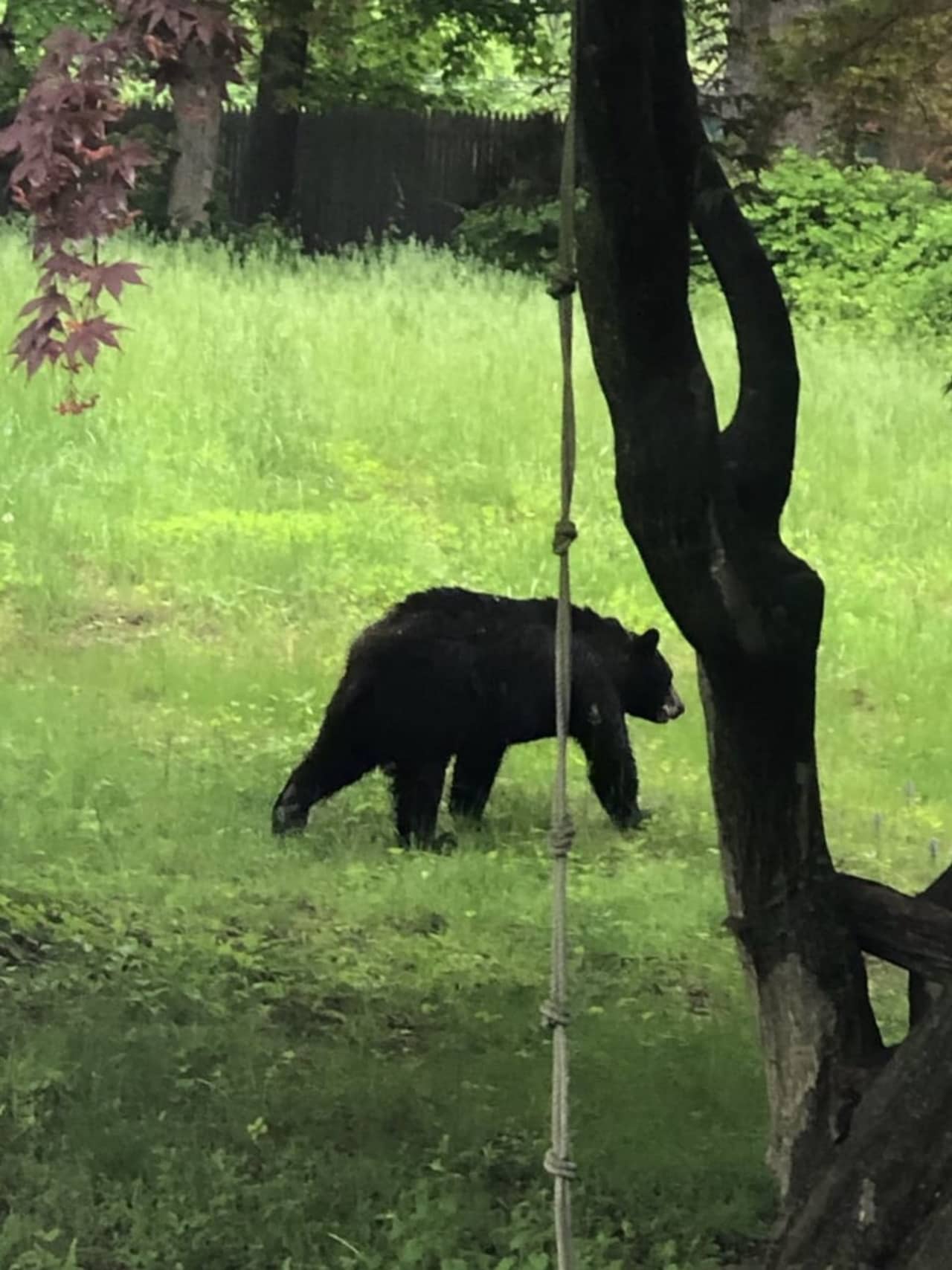 Young black bear spotted in Norwalk.