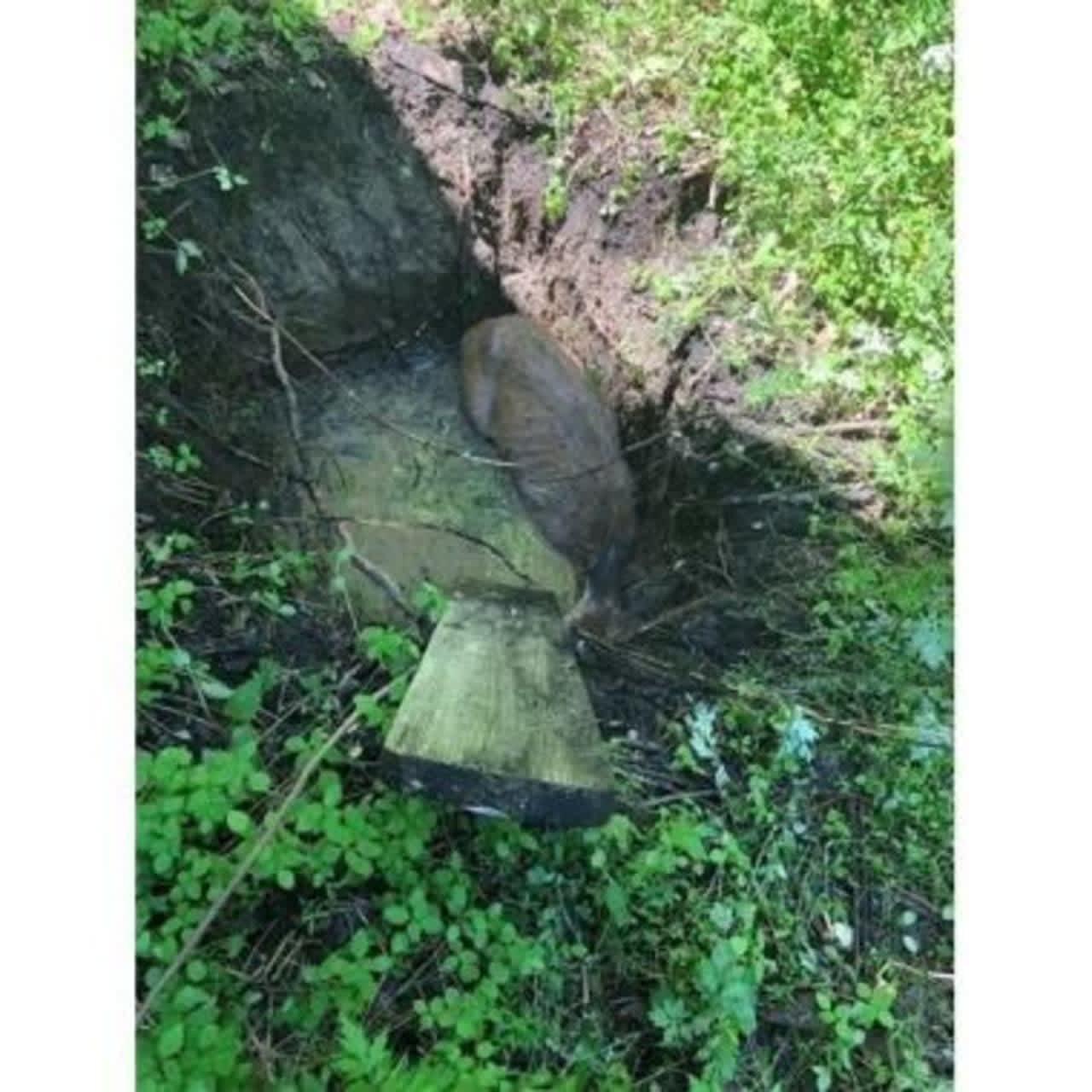 Officers rescued a deer that fell through the top of an abandoned septic tank in Sullivan County.