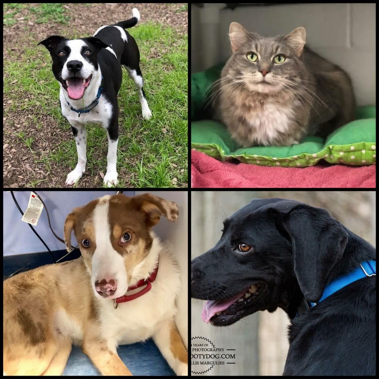 (clockwise from top left): Baby Girl, Prissy, Thaxton, Finney from the SPCA of Westchester.