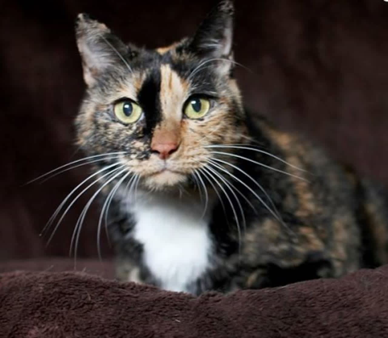Mama is "Pet of the Week" at the Hi Tor Animal Care Center in Pomona. The 10-year-old calico kitty would do best in a quiet home with mature and calm feline companions.