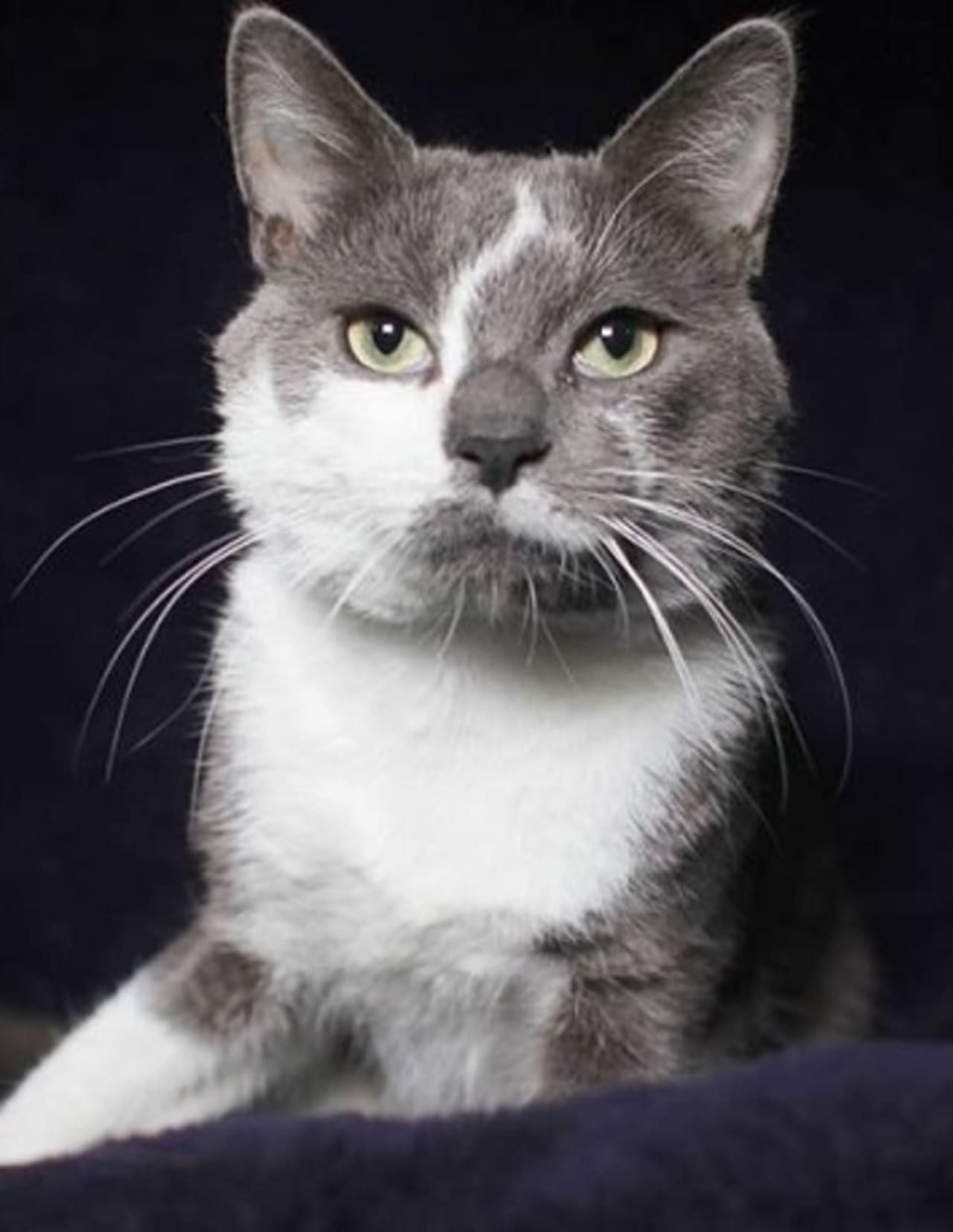 Thomas, a 1-year-old male, is sweet and "talkative" according to the folks at the Hi Tor Animal Care Center in Pomona.