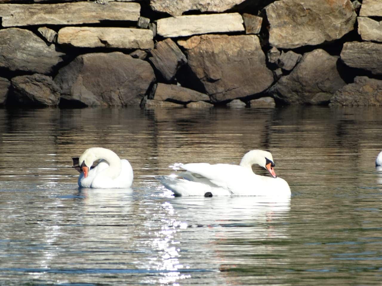 Two Mute Swans swimming in Long Island Sound.