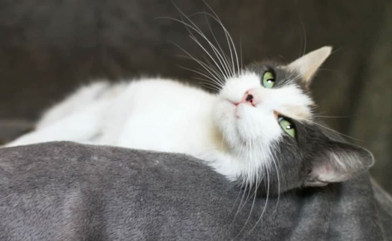 Nina, a sweet gray and white female, is Pet of the Week at the Hi-Tor Animal Care Center in Pomona.