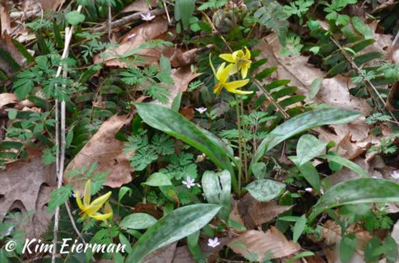 Trout Lily with other spring ephemerals.