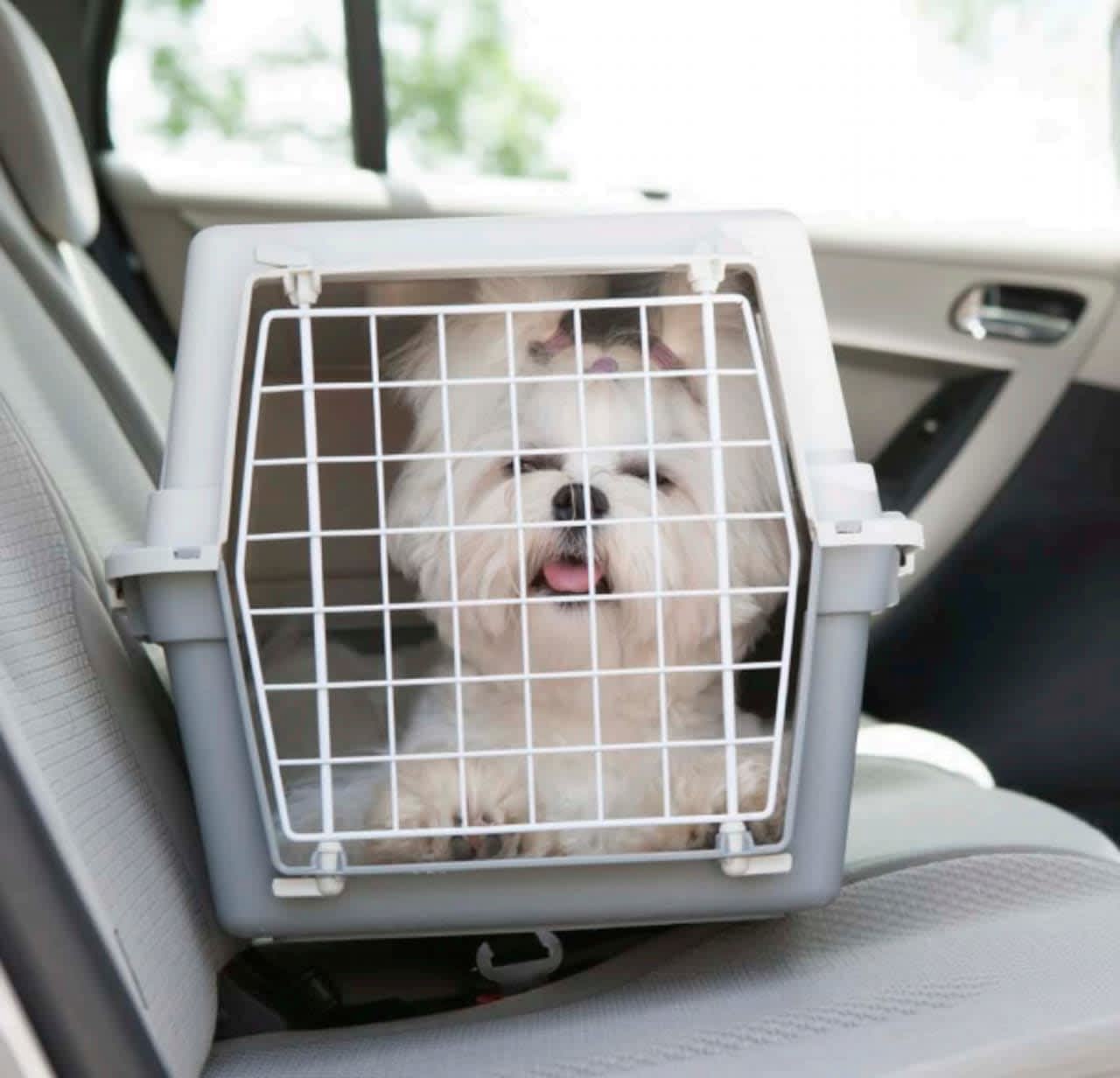 Moving with your dog? Follow these tips for both you and Fido's ease of mind.