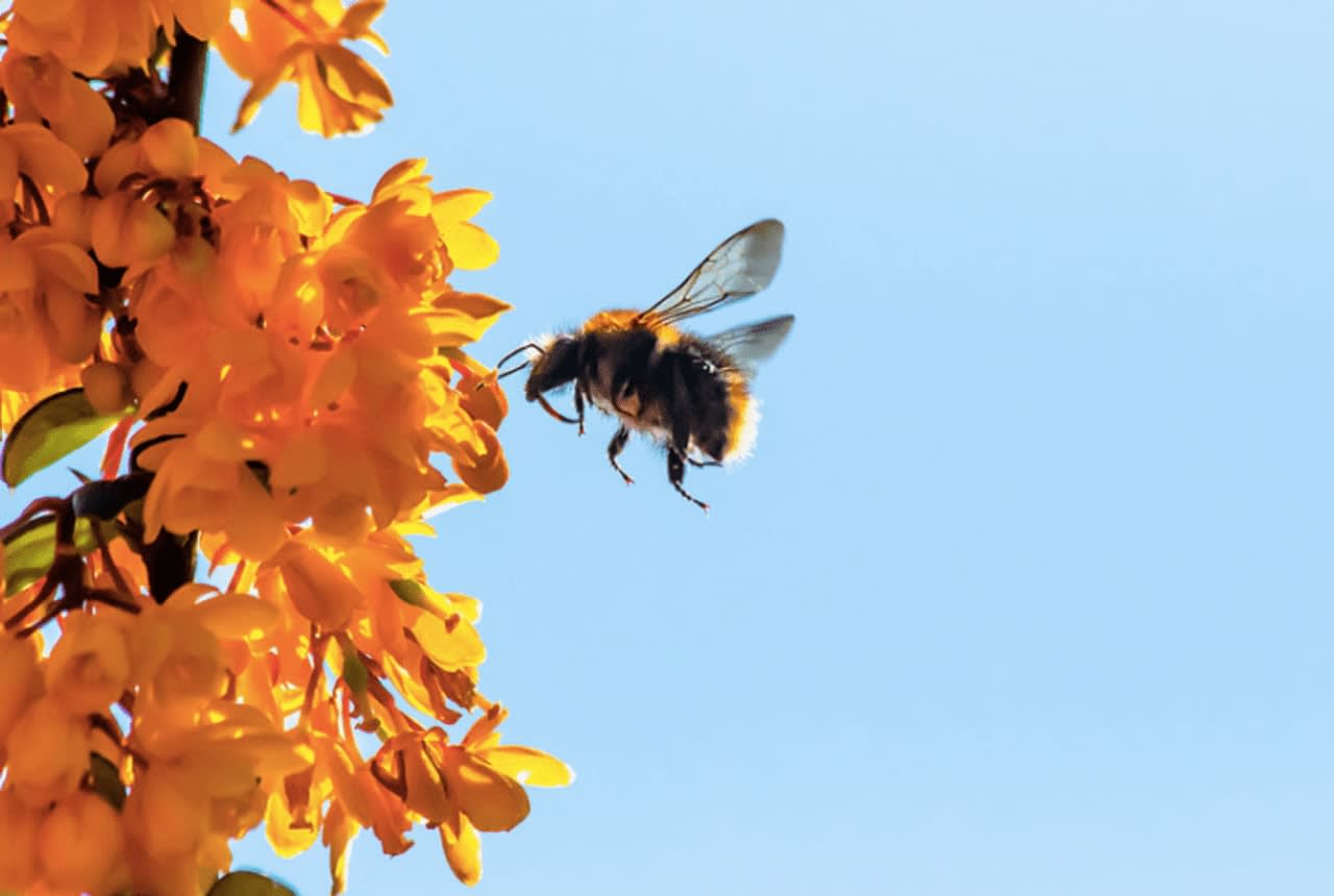 Pace, in conjunction with the Conservation Café, will discuss the environmental importance of pollinators, such as bees.