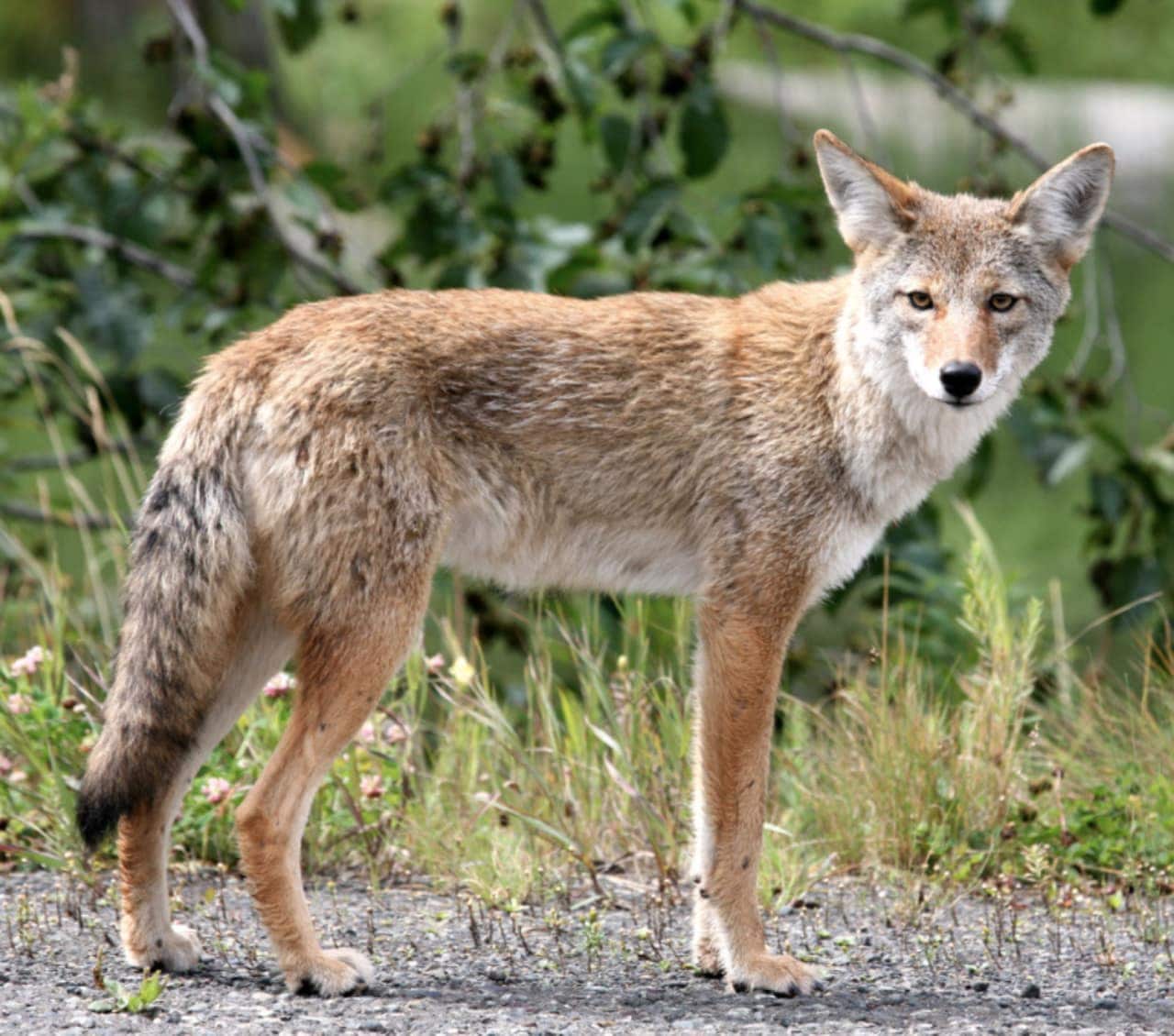 The Wilton Loop of the Norwalk River Valley Trail has been reopened following an encounter between a dog and a coyote Saturday afternoon.