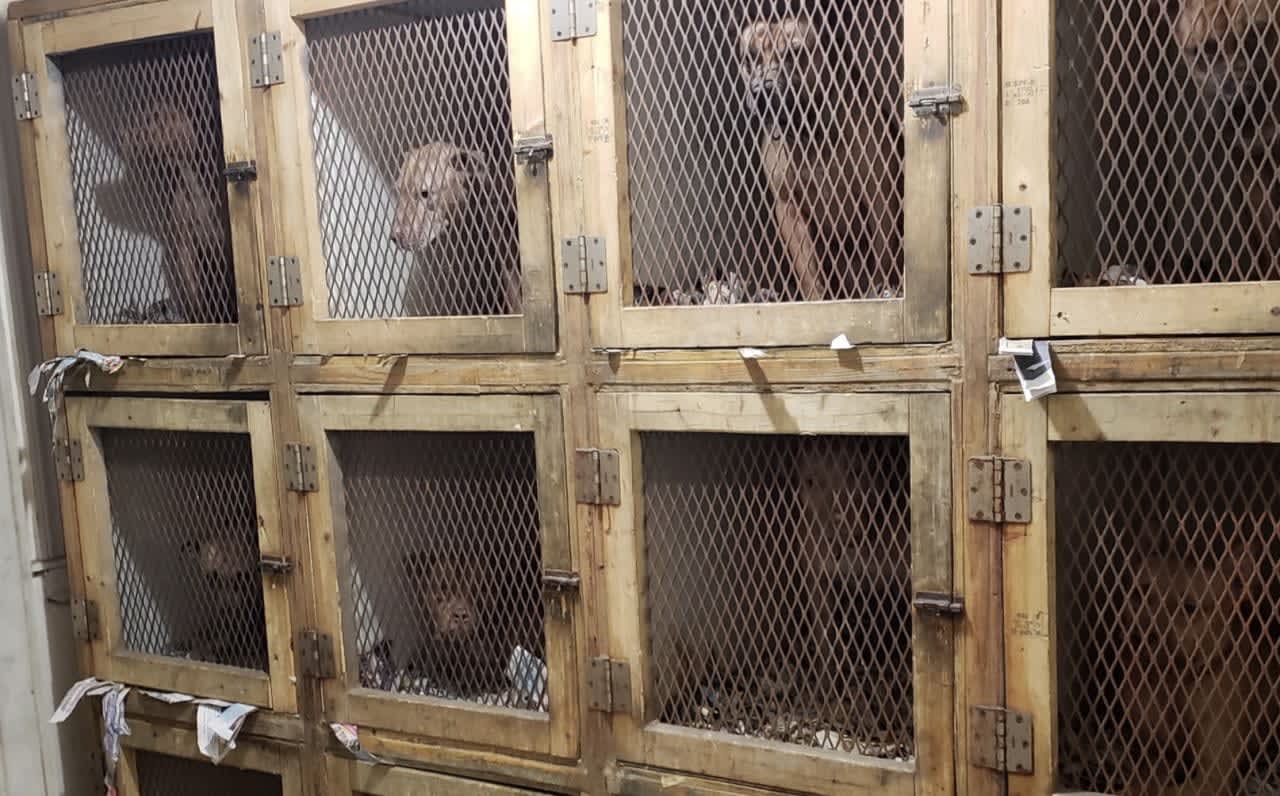 Some of the dogs seized.