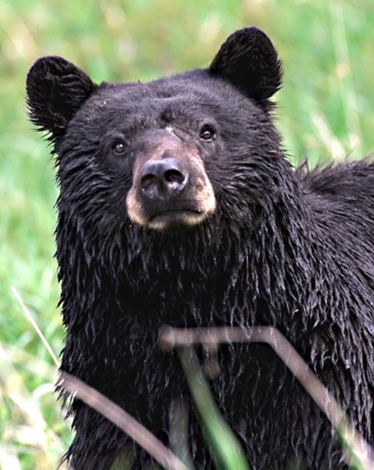 As the weather cools off and local bears head off to hibernate, the State Department of Environmental Conservation (DEC) is asking for the public's help to learn about new black bear dens.