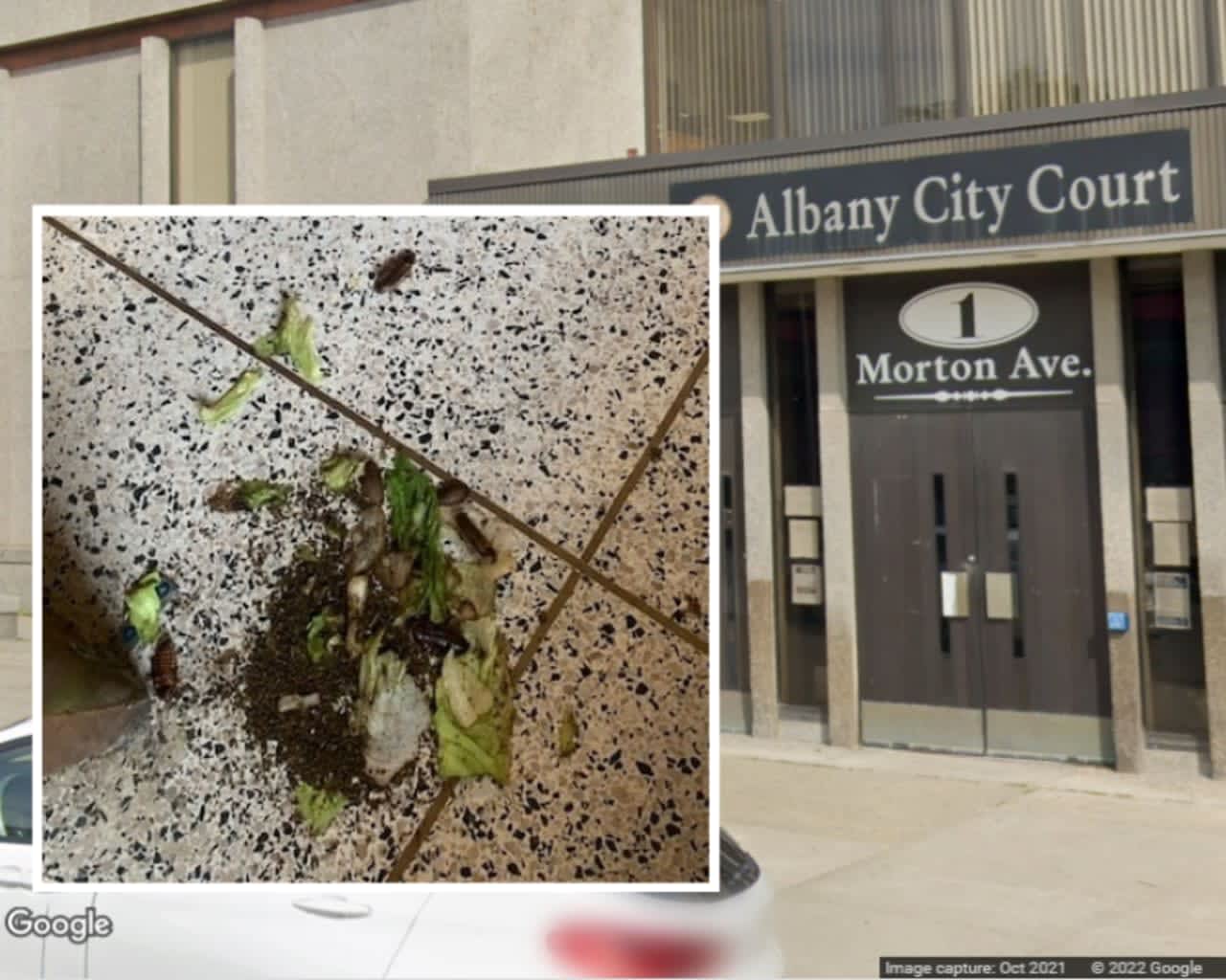 Cockroaches released by a protester inside Albany City Court Tuesday, June 7.