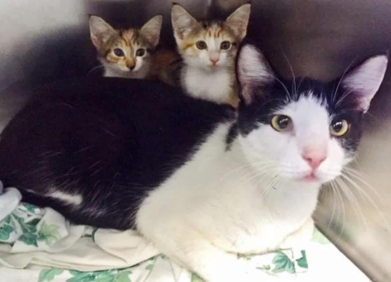 Cats were rescued from Hurricanes Harvey and Irma.