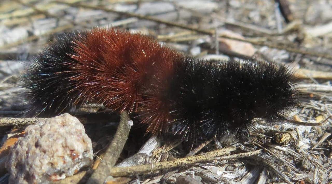 Some caterpillars, like wooly bears, overwinter in their larval stage.