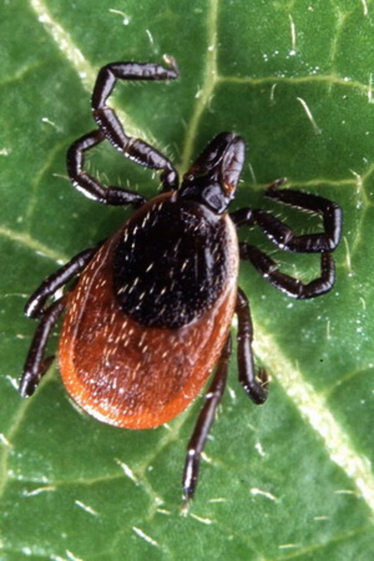 With the warmer winter leading to a spike in the number of deer ticks this spring and summer, experts are increasing awareness of an increase in the reported cases of a potentially life-threatening virus carried by three types of ticks.