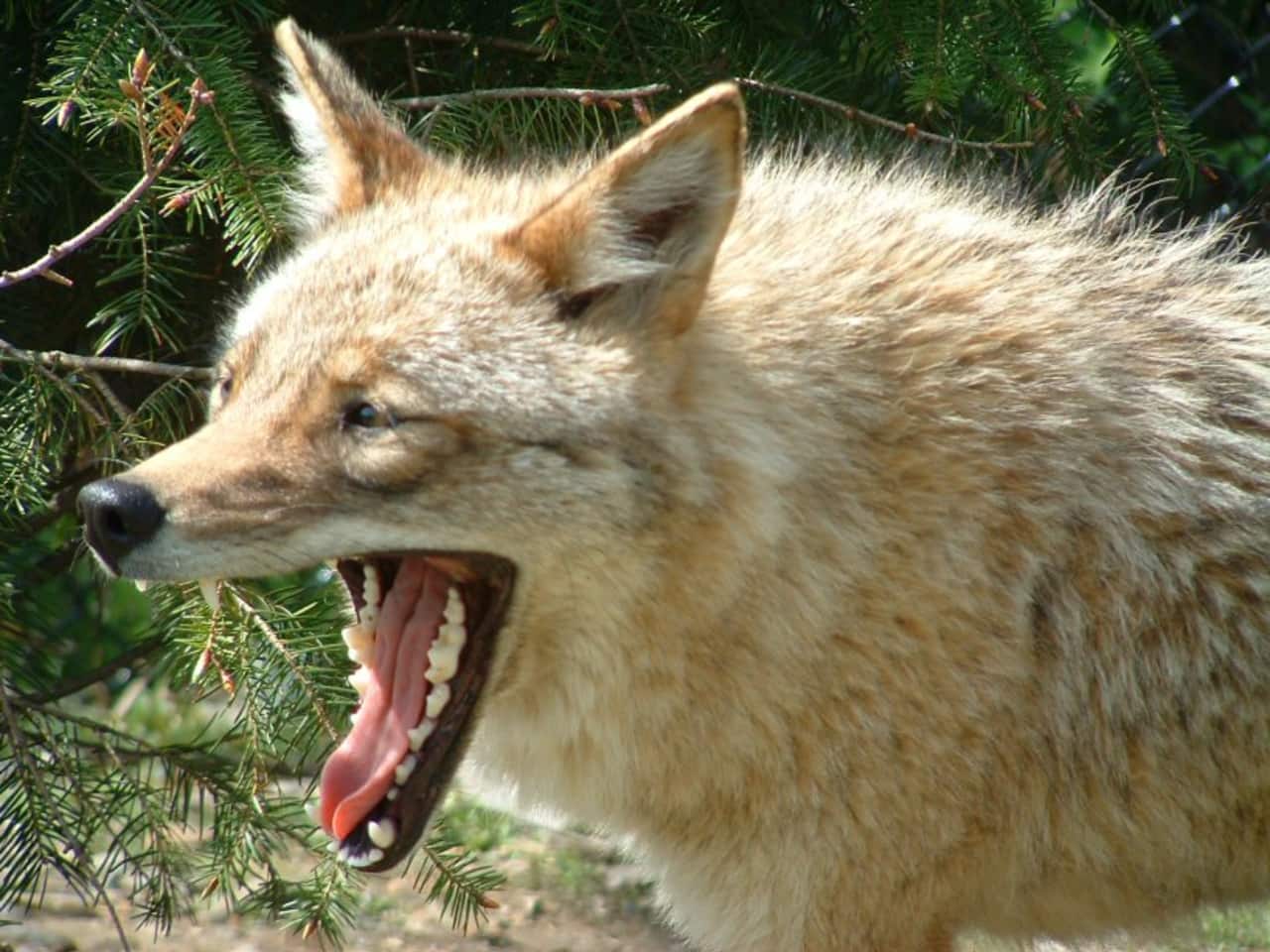 Mamaroneck Mayor Norman Rosenblum renewed his calls for tighter controls over wildlife on Thursday after an overnight attack by a coyote on deer in the village's Shore Acres neighborhood.