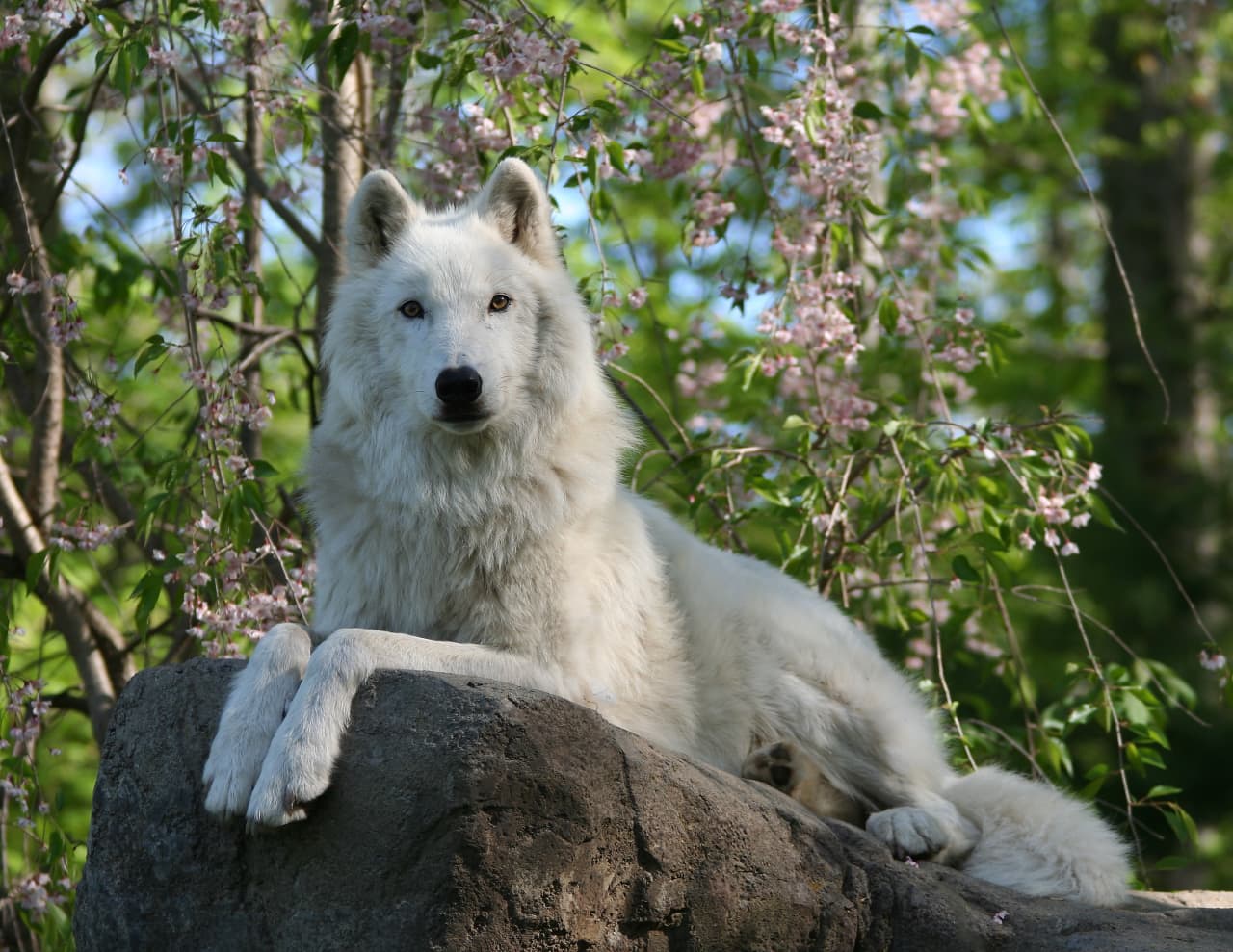 The Artic gray ambassador wolf Akta, from the Wolf Conservation Center, will be on hand to teach festival visitors about the important role we all play in environmental conservation.