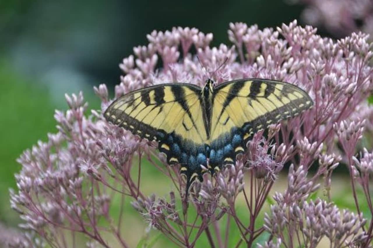 To attract and support generations of butterflies, you must include not only nectar plants, but native host plants in your landscape.