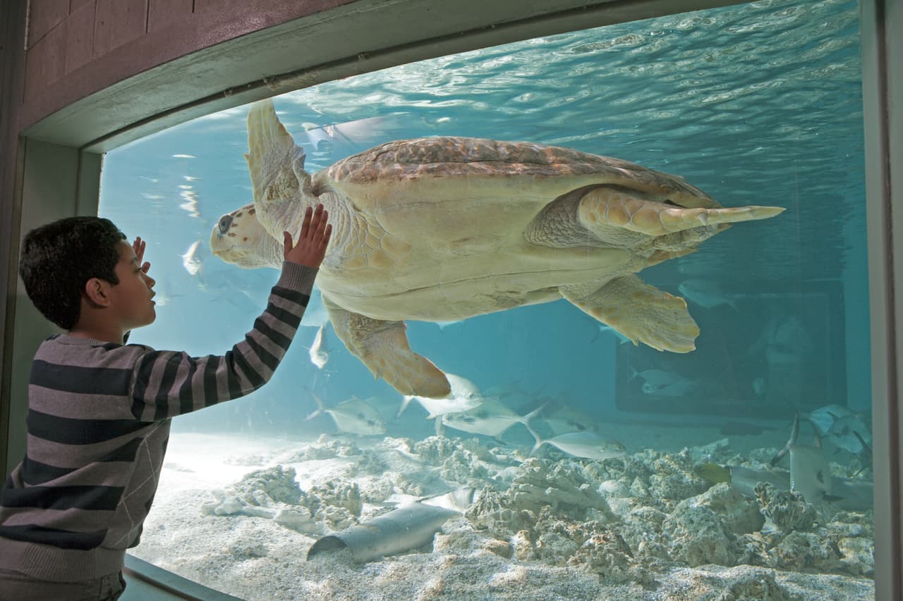 Maritime Aquarium offers "Spring Vacation Adventures" April 13-17.
