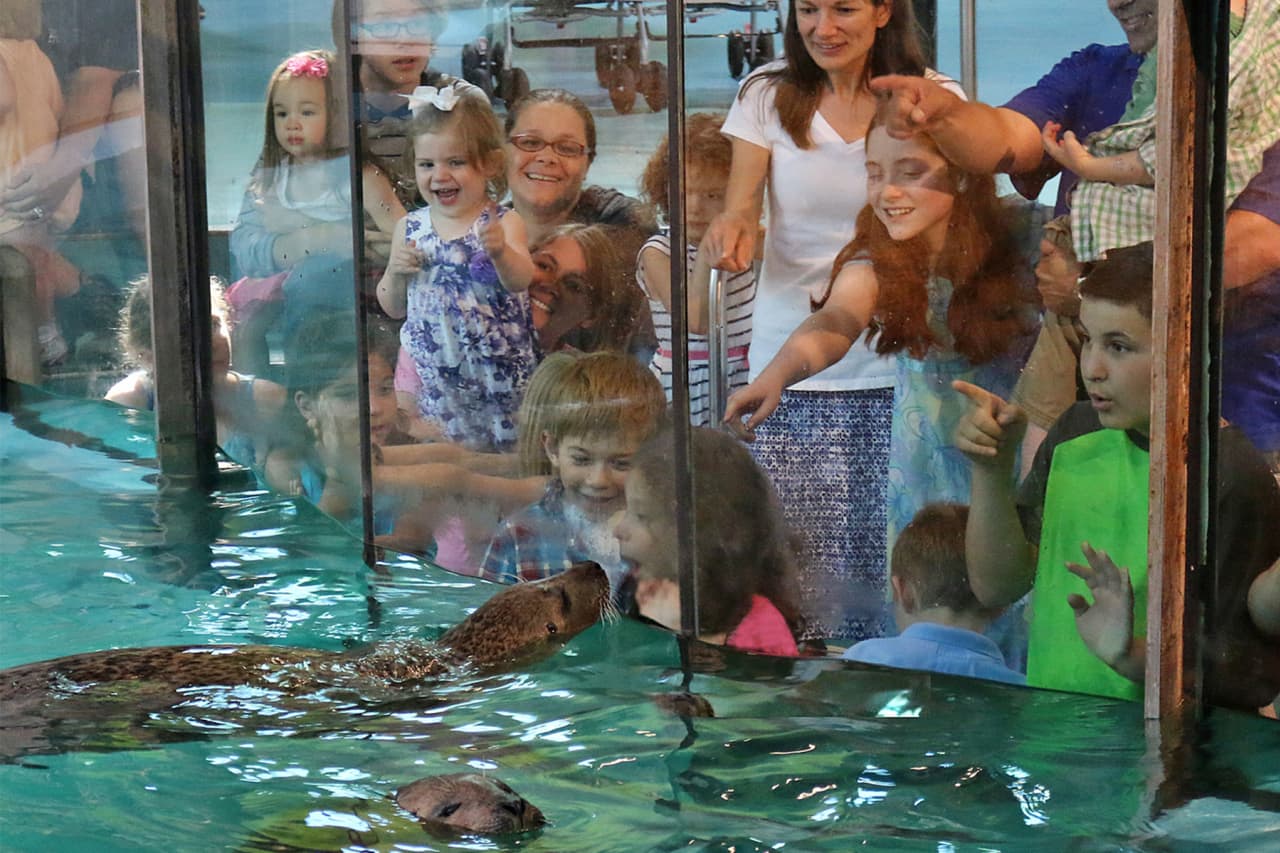 Visitors to the Maritime Aquarium get up close with species from the Long Island Sound.
