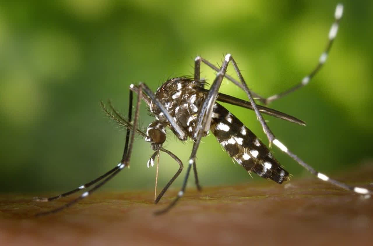 Four mosquito samples from Suffolk County have tested positive for West Nile virus, officials say.
