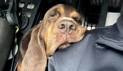 'There's A Hole In Our Hearts': Trusted, Reliable North Jersey Police Bloodhound Dies